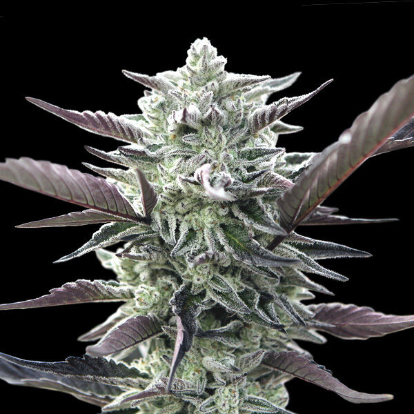 Oreoz feminised cannabis seeds by 00 Seeds for indoor and outdoor